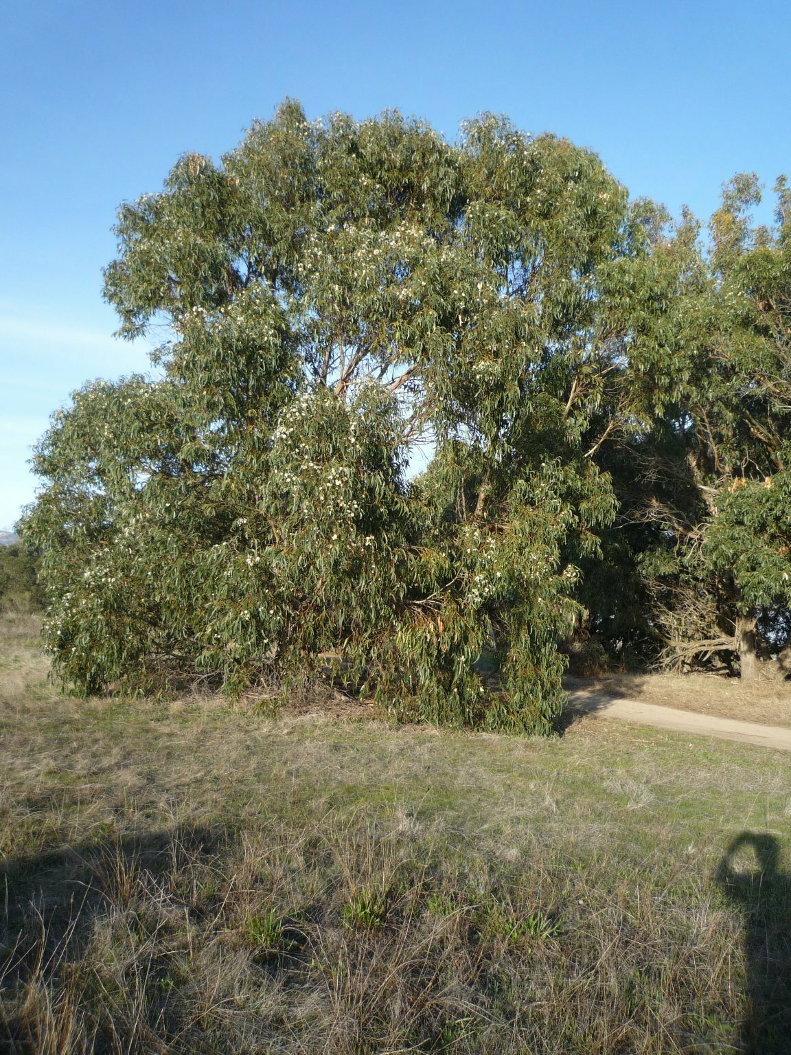 High Resolution Eucalyptus globulus Plant
